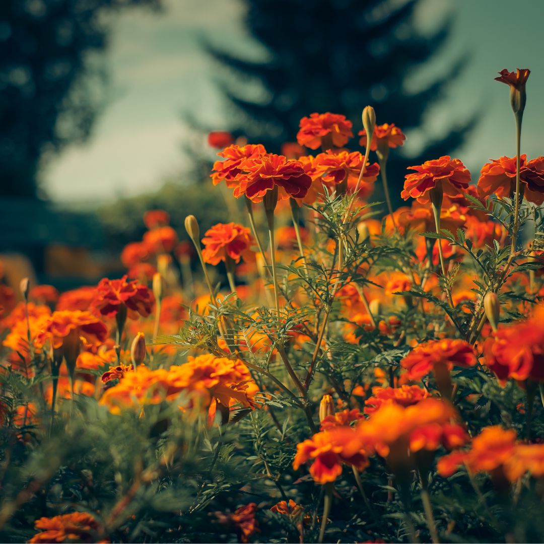 Autumn Marigolds